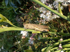 Anacridium aegyptium