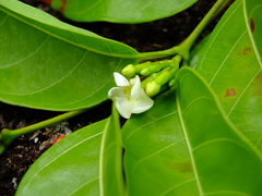 Secondatia densiflora