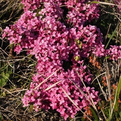Daphne cneorum