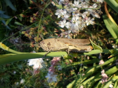 Anacridium aegyptium