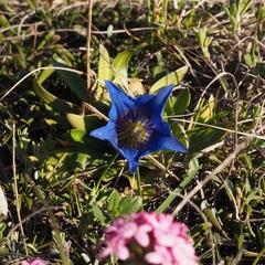 Gentiana clusii