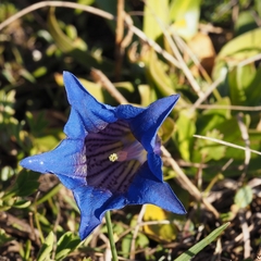 Gentiana clusii