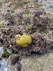 Ectocarpales