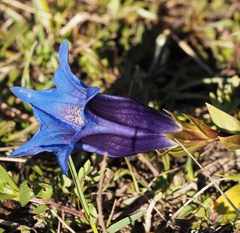 Gentiana clusii