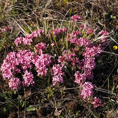 Daphne cneorum