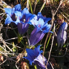 Gentiana clusii