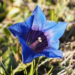 Gentiana clusii