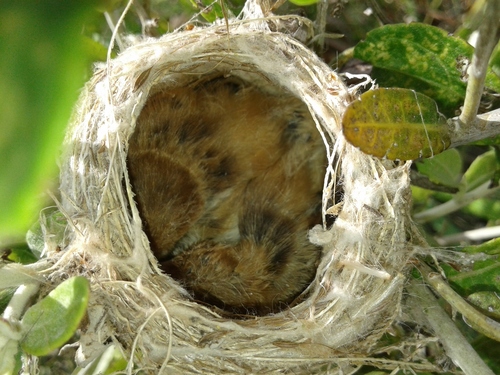 Sharp-tailed Grass Tyrant (Culicivora caudacuta), photo 10