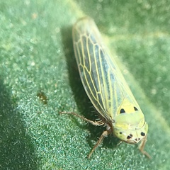 Colladonus geminatus