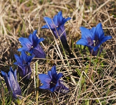 Gentiana clusii