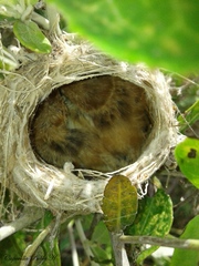 Culicivora caudacuta