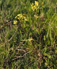 Biscutella laevigata