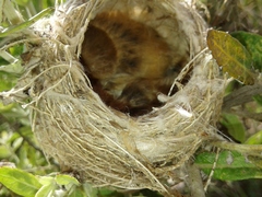 Culicivora caudacuta