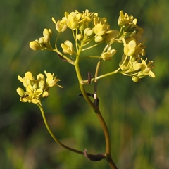 Biscutella laevigata