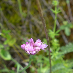 Allium serra