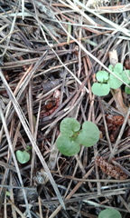 Pterostylis alobula
