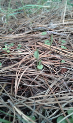 Pterostylis alobula