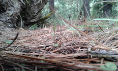 Pterostylis alobula