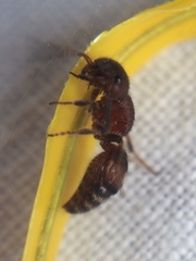 Pseudomethoca frigida