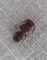 Pseudomethoca frigida