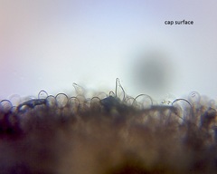 Dermoloma murinum image