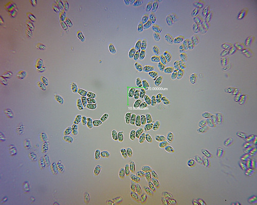 Dermoloma murinum image