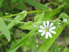 Stellaria nemorum