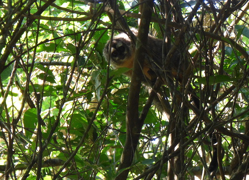 Azara's Night Monkey
