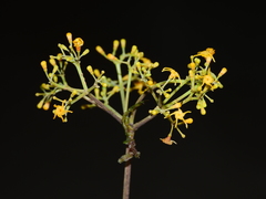 Condylocarpon guyanense