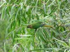 Pyrrhura frontalis chiripepe
