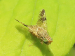 Tephritis bardanae