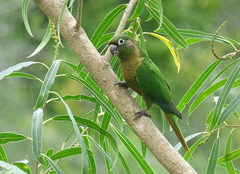 Pyrrhura frontalis chiripepe
