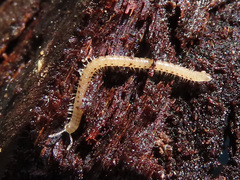 Proteroiulus fuscus