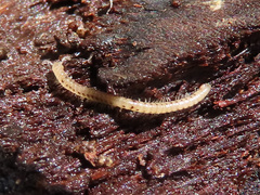 Proteroiulus fuscus