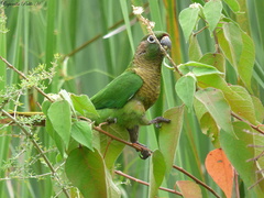 Pyrrhura frontalis chiripepe