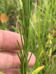 Asclepias verticillata