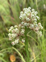 Asclepias verticillata