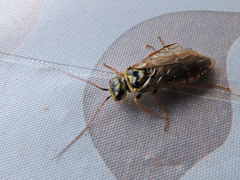 Acantholyda posticalis