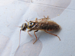 Acantholyda posticalis