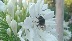 Bombus