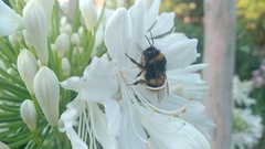Bombus