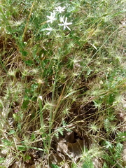 Ornithogalum narbonense