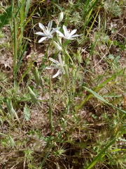 Ornithogalum narbonense