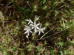 Ornithogalum narbonense