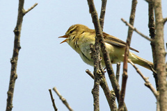 Phylloscopus trochilus
