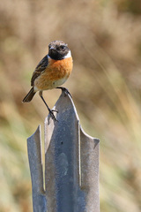 Saxicola rubicola