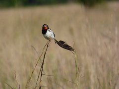 Alectrurus risora