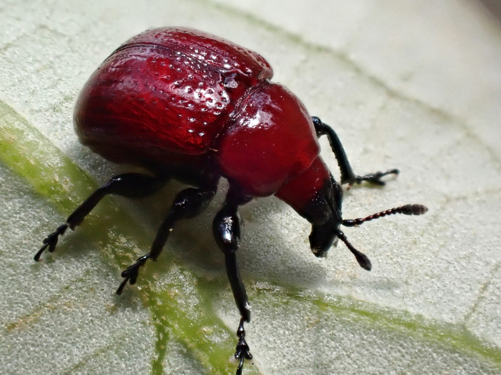 Oak Leaf Rolling Weevil