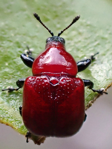 Oak Leaf Rolling Weevil photo 3