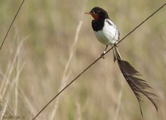 Alectrurus risora